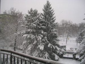 Fenyők