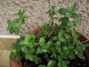Fűszernövények termesztése - menta 