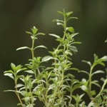 Borsikafű