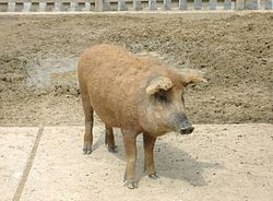 Vörös mangalica