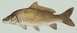 Ponty - Wikipedia