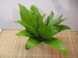 Medvehagyma