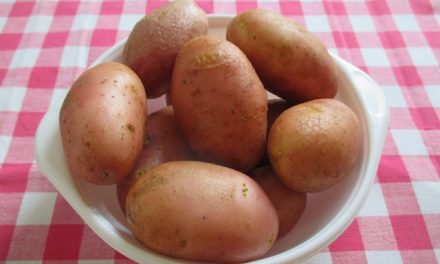 Burgonya